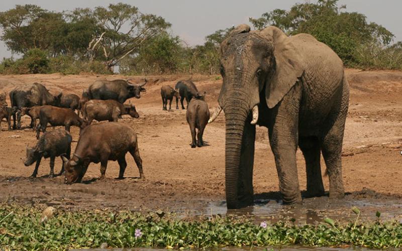 Uganda