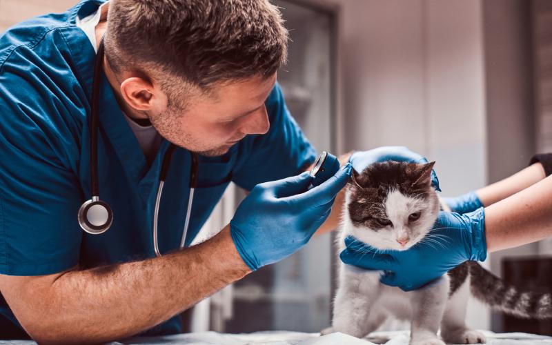 Veterinář