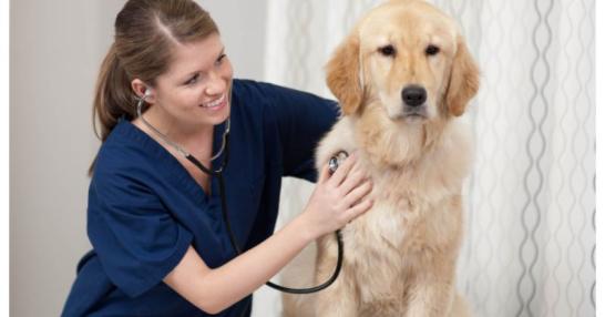 veterinární ambulance